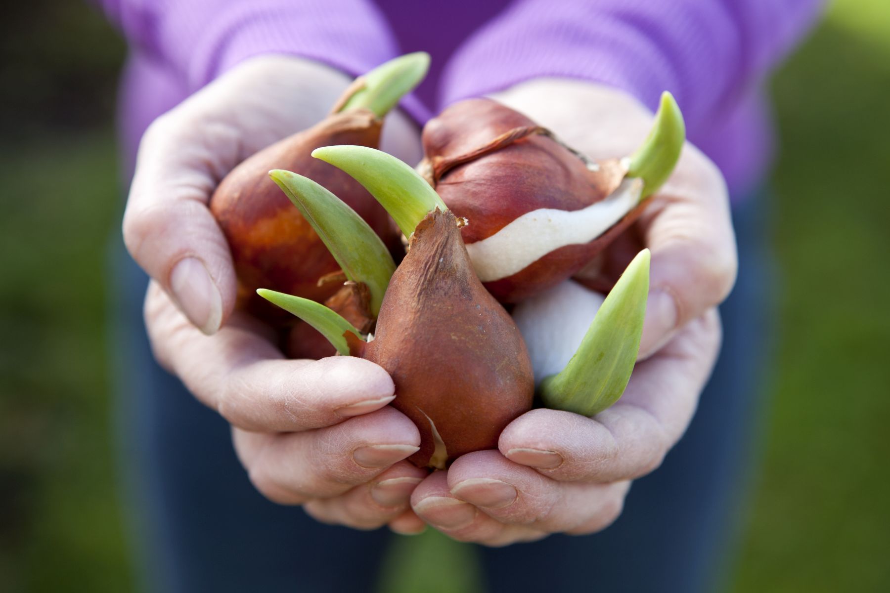 Herfsttip: Bloembollen planten in het najaar