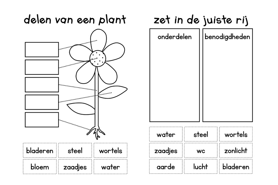 Leer alles over de bloem!